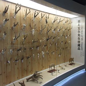 Collection of Mr.Oswald