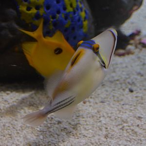 Picasso Triggerfish