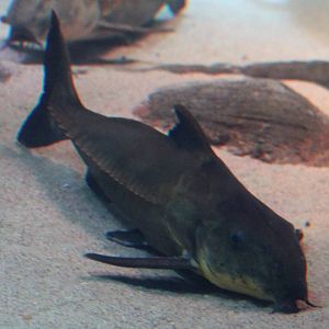 Ripsaw catfish