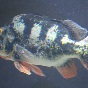 Tukunare peacock bass