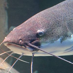 Redtail catfish
