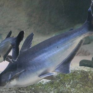 Iridescent shark catfish