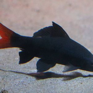 Redtail sharkminnow