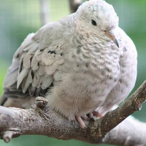Common ground dove