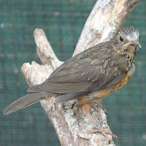 Juvenile Black-breasted thrush