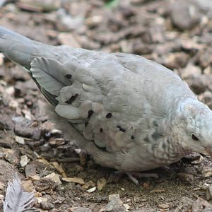 Common ground dove