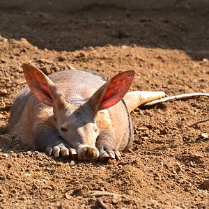 Chester Zoo Aardvark