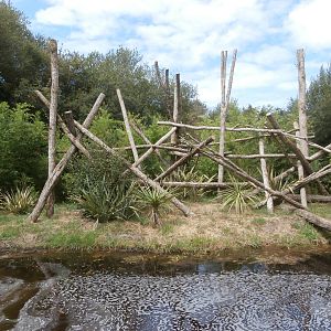 Black-and-gold howler monkey enclosure