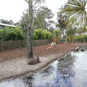 Capybara/tapir enclsoure