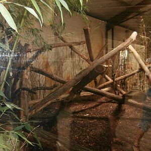 South American mixed enclosure