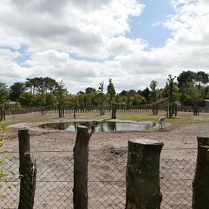 Asian plains enclosure