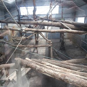 Bornean orang-utan indoor enclosure