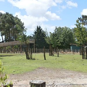 Asian plains enclosure