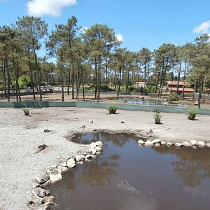 Hippopotamus enclosure