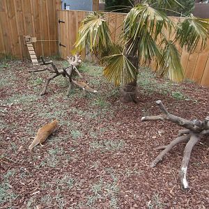 Yellow mongoose enclosure
