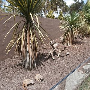 Meerkat enclosure