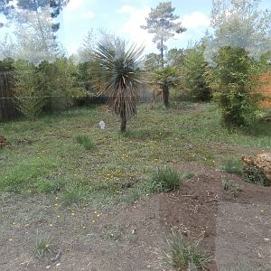 Bat-eared fox enclosure