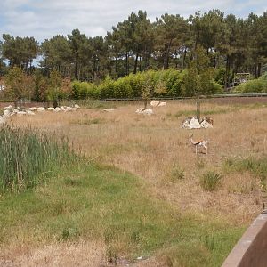 Black rhino enclosure 1