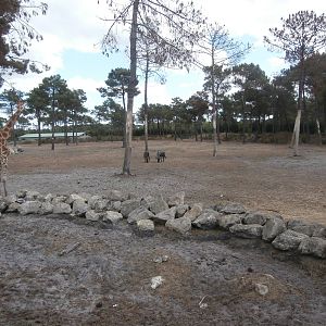 Savannah enclosure 2