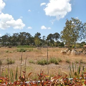 Black rhino enclosure 1