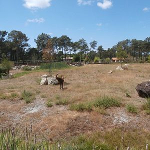 Black rhino enclosure 1