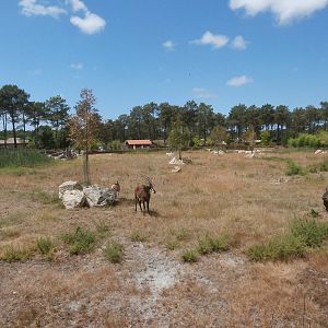 Black rhino enclosure 1