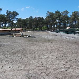 Congo forest buffalo enclosure