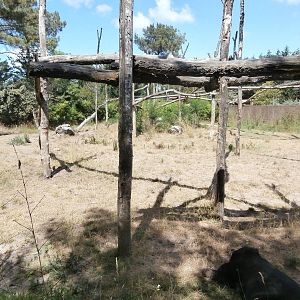 Asiatic black bear enclosure