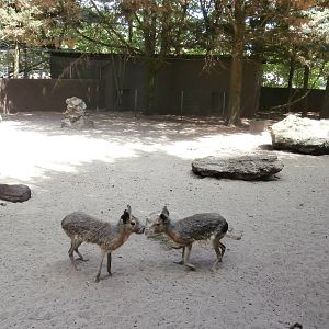 Patagonian mara enclosure