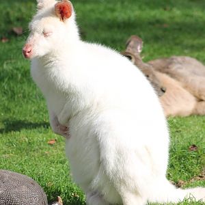 Albino Wallaby