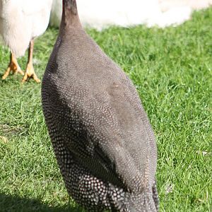 Helmeted guinea-fowl