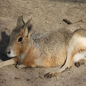 Patagonian cavy