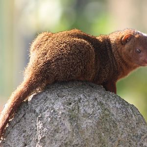 Dwarf mongoose