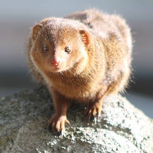Dwarf mongoose