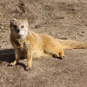 Yellow mongoose