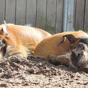 Red river hogs