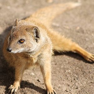 Yellow mongoose