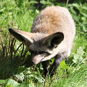 Bat-eared fox