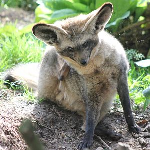 Bat-eared fox