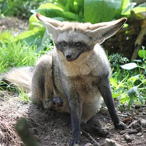 Bat-eared fox