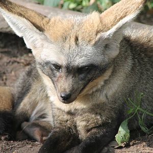 Bat-eared fox