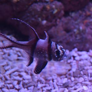 BANGGAI CARDINALFISH