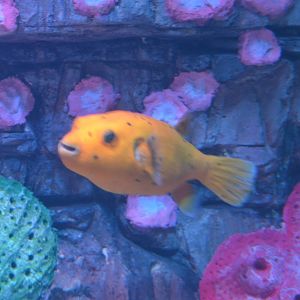 YELLOW DOGFACED PUFFER