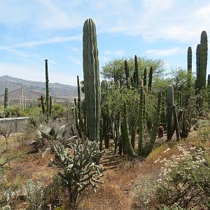 World Gardens - California Nativescapes Garden
