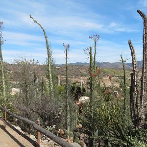 World Gardens - Baja Garden