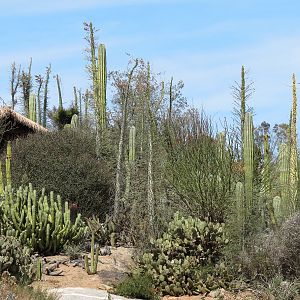 World Gardens - Baja Garden