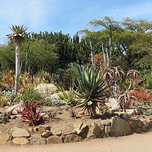 World Gardens - Old World Succulent Garden