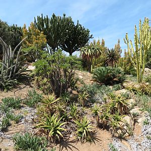 World Gardens - Old World Succulent Garden