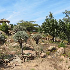 World Gardens - Old World Succulent Garden