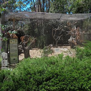 Condor Ridge - Thick-billed Parrot Exhibit